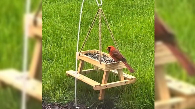 Picnic table bird feeder with cardinal perched on it