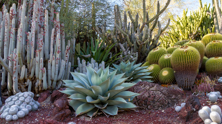 A desert garden scene