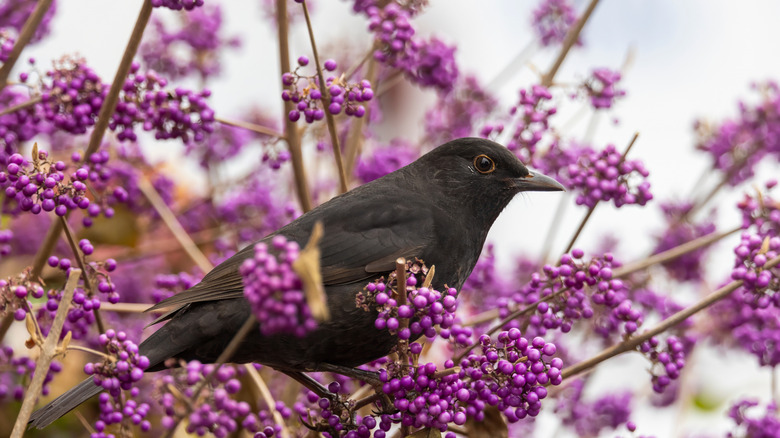 Blackbird on beautyberry bush.