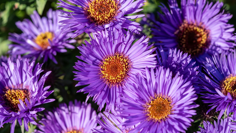 Close-up of clumps of blooming asters.