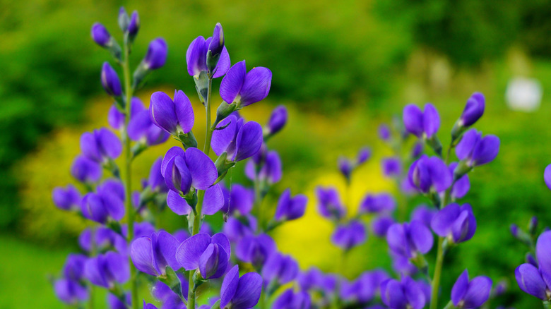 Baptisia in bloom