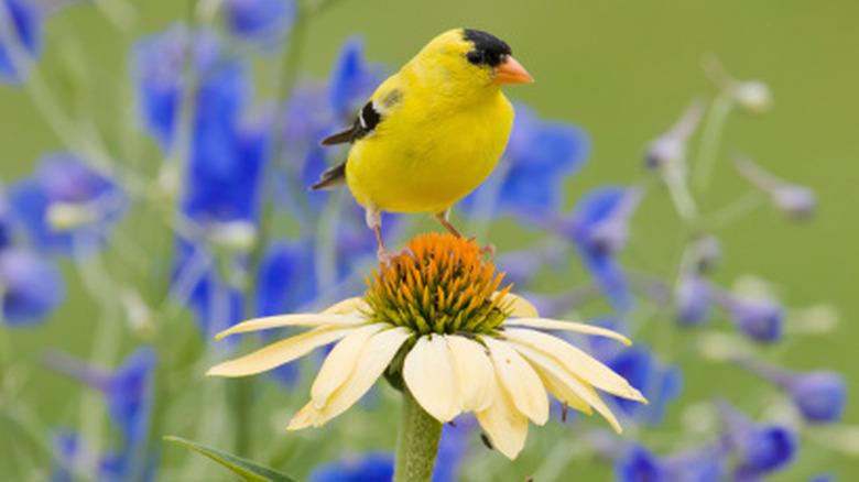 American goldfinch on yellow coneflower.