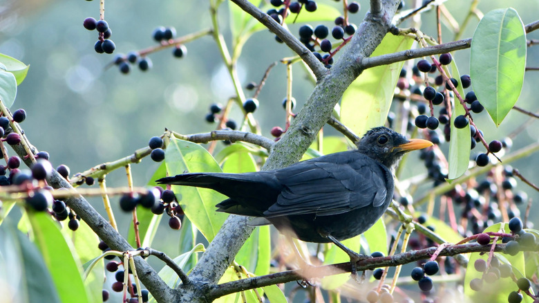 Blackbird in elderberry bush.