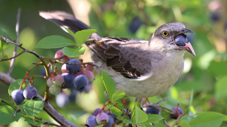 Mockingbird snacking on a blueberry while perched in bush