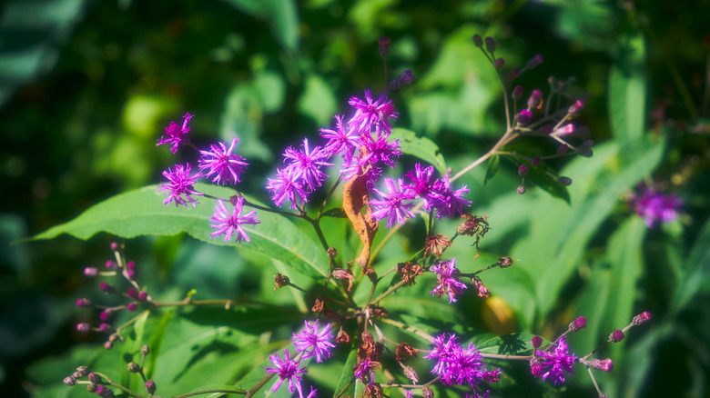New York Ironweed in bloom in direct sunlight.