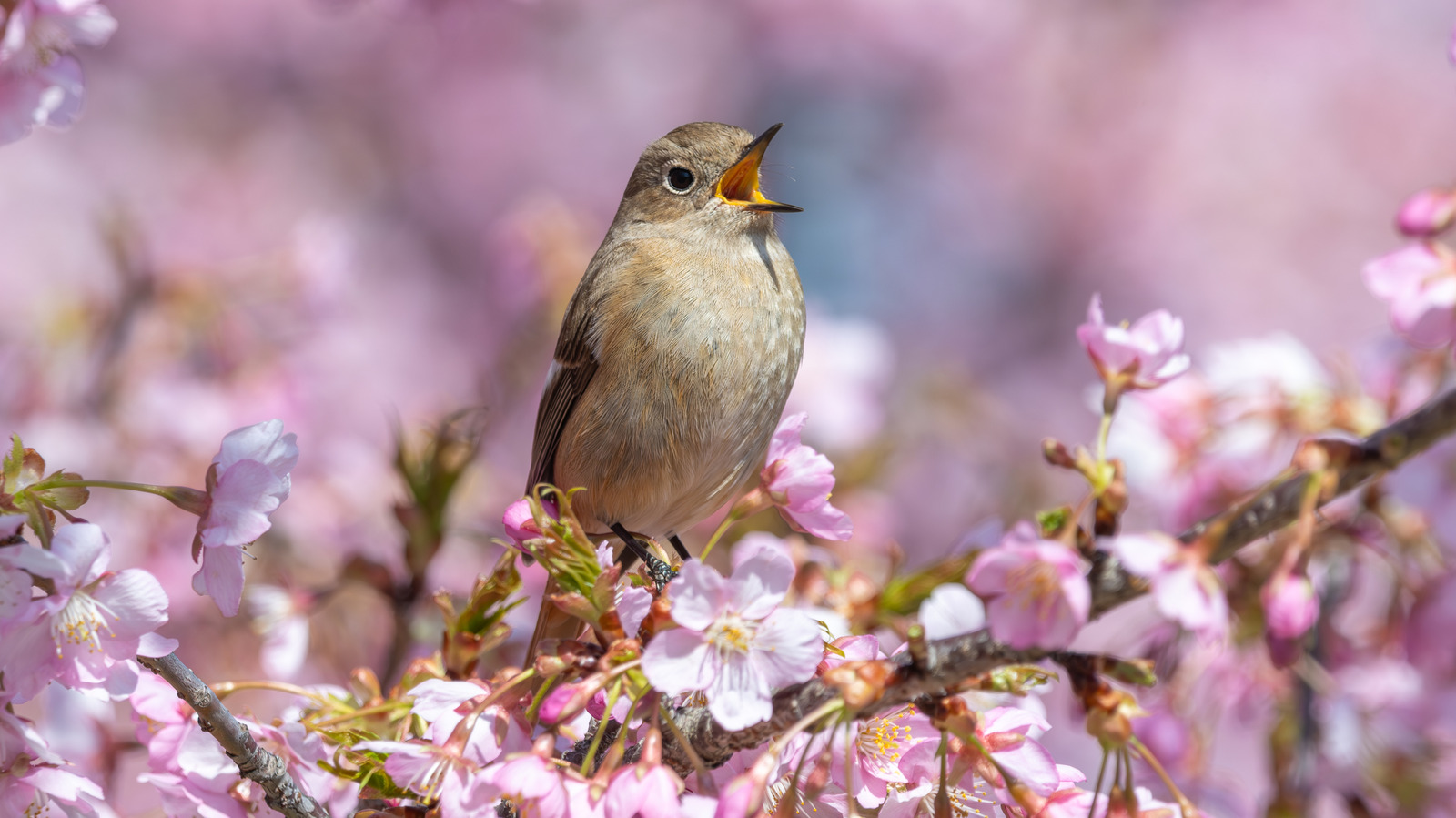 The Best Perennials For Attracting Songbirds To Your Garden In All Four Seasons