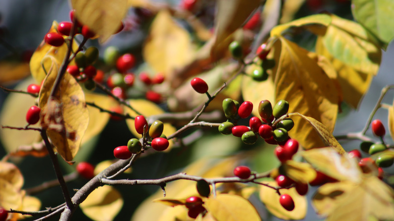 Red berries on northern spicebush in fall.