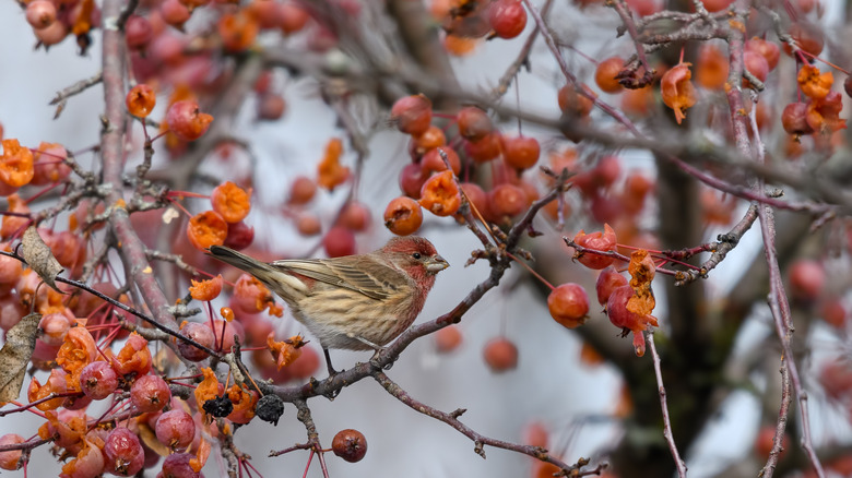 House finch on serviceberry shrub in winter