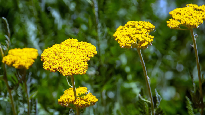 Yellow flowers of sulfur buckwheat