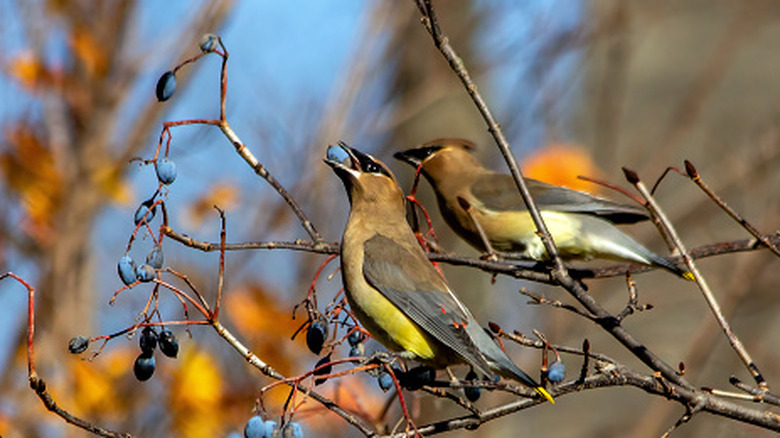 Cedar waxwings eating berries from viburnum