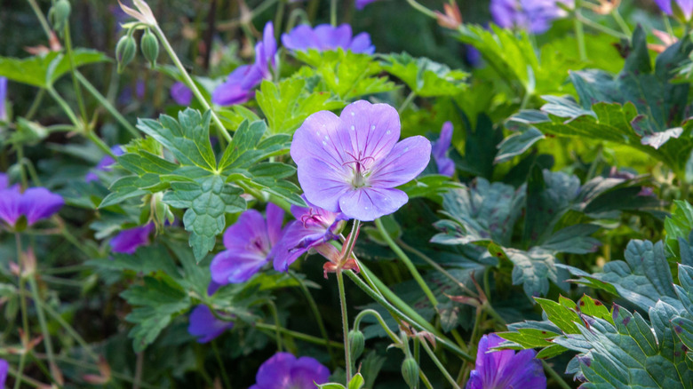 Wild geranium blooming in summer.