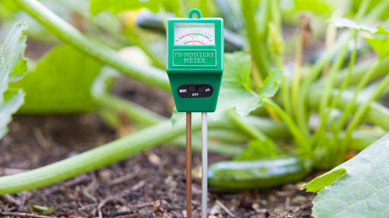 Green pH tester in soil