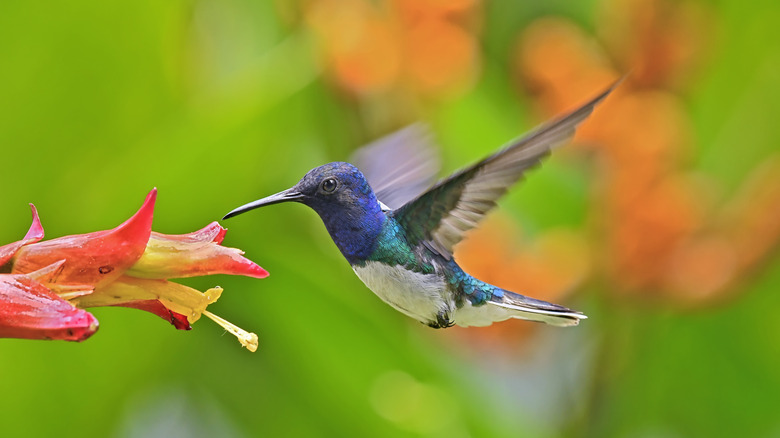 closeup of a hummingbird hovering near a flower