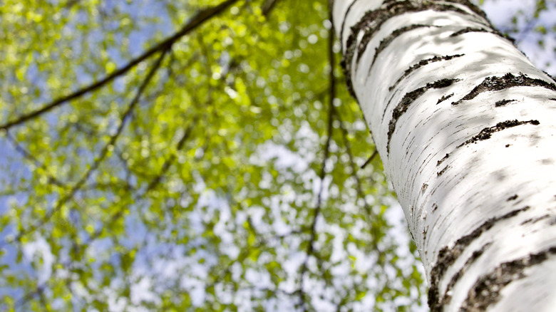 birch tree 