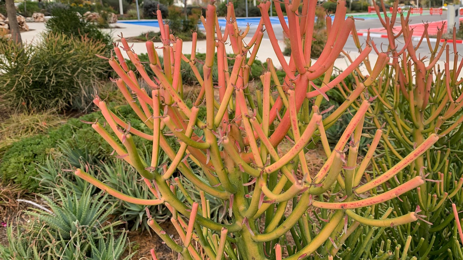 The Best Place To Grow A Firestick Plant In Your Yard
