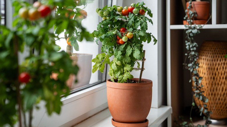 Tomato plant growing on a  windowsill.