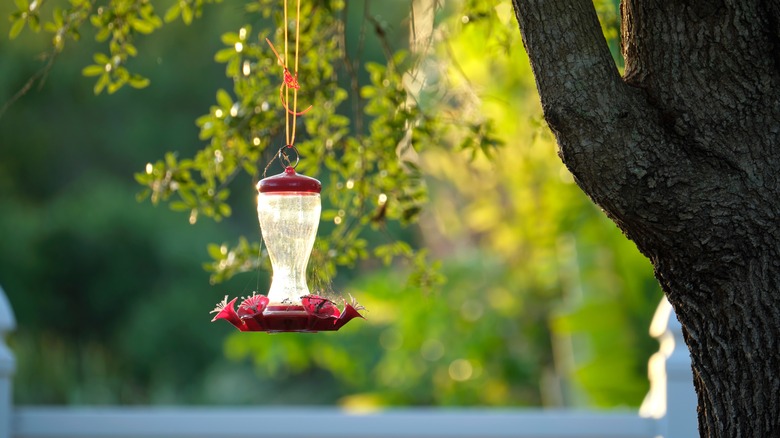 bird feeder