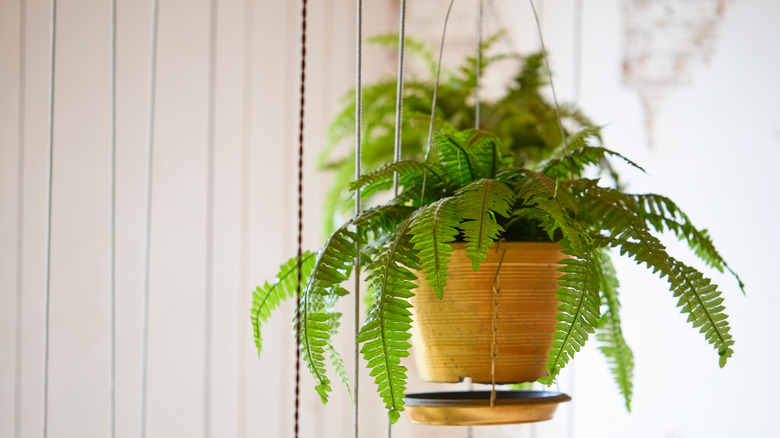 Boston fern in hanging basket