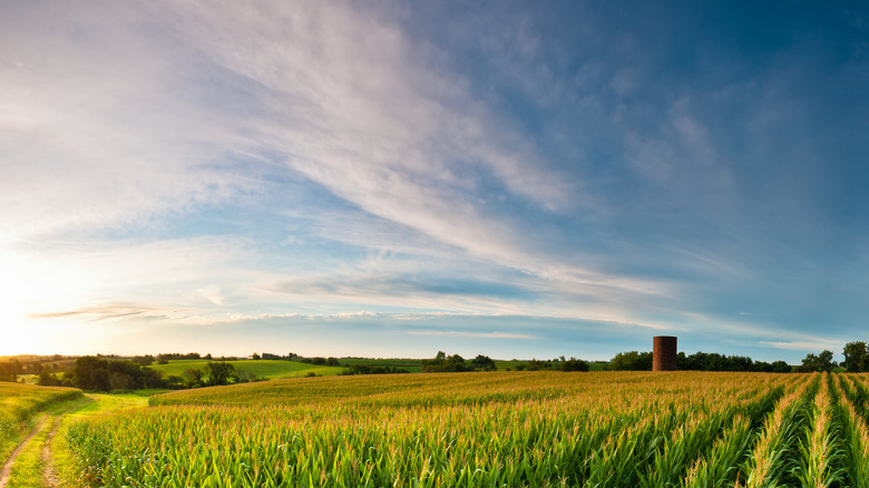 Sunrise over Iowa