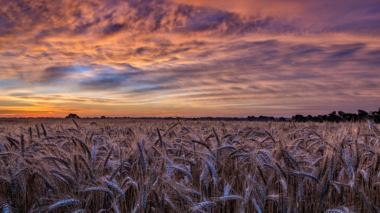 Sunset over Kansas farm