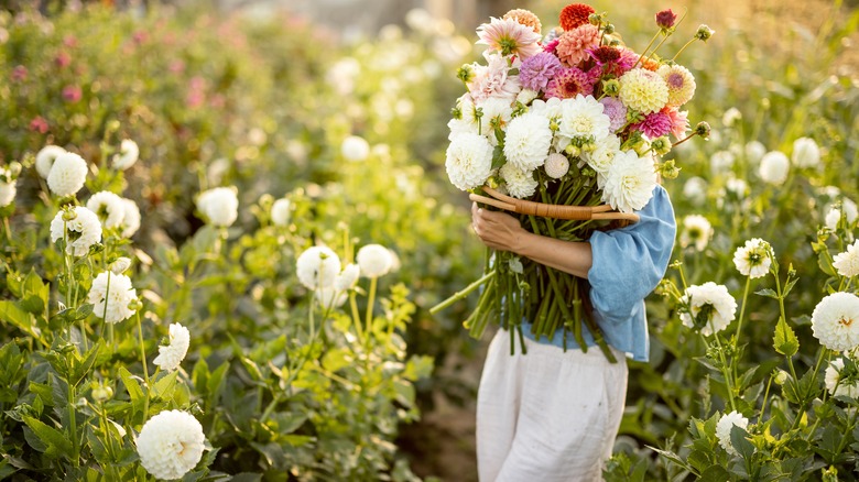 Woman holding dahlias