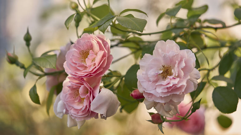Close-up of pink roses on a bush