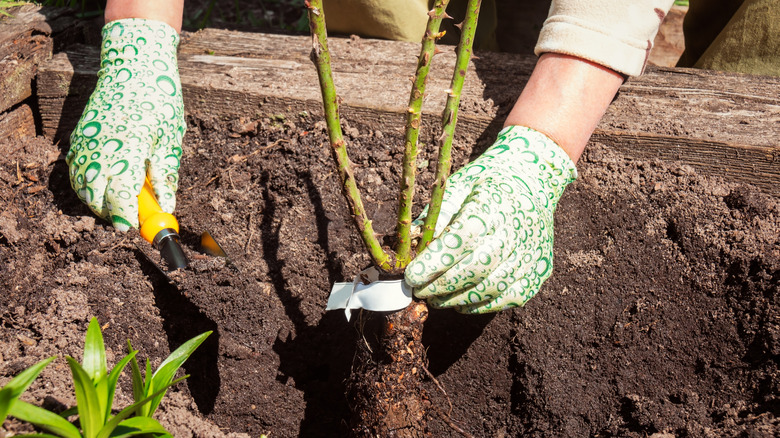 Hands planting bare rose bush in soil