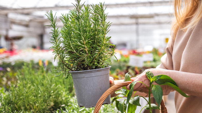 A shopper at a plant nursery holds a rosemary shrub they want to buy.