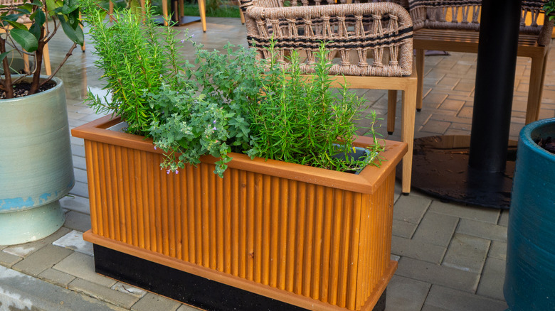 Rosemary growing in a trough planter on the edge of an outdoor living area.