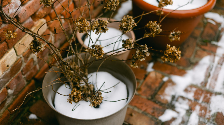 A winter scene of potted dry plants covered in fresh snow against a contrasting brick backdrop.