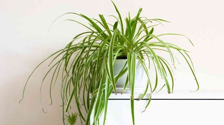 An Irish spider plant on a white shelf.