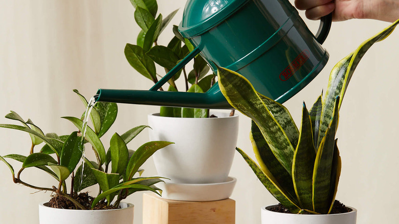 Four houseplants in white pots and a green watering can.