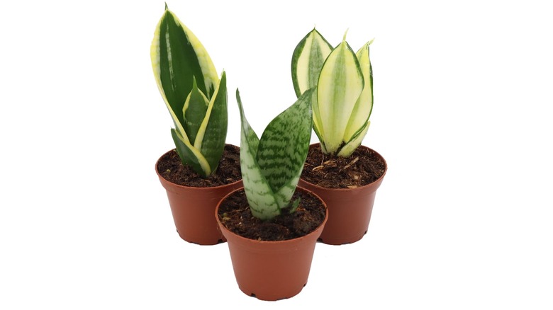 Three small snake plants in pots.