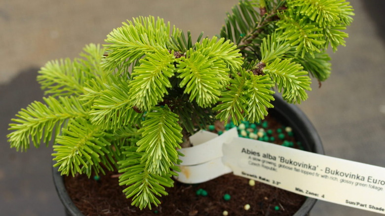 A small pot of European Silver Fir.