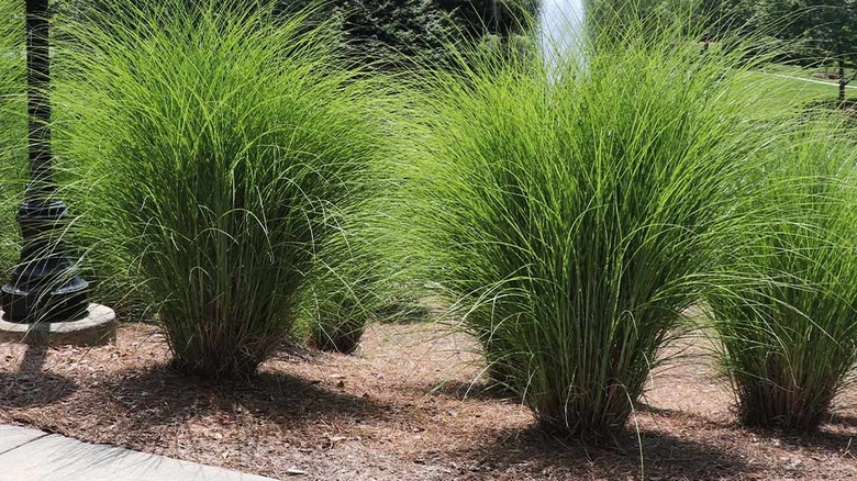 Maiden Grass plants next to a sidewalk.
