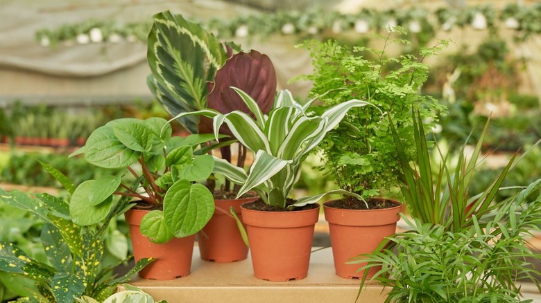 A series of four potted plants in a greenhouse.