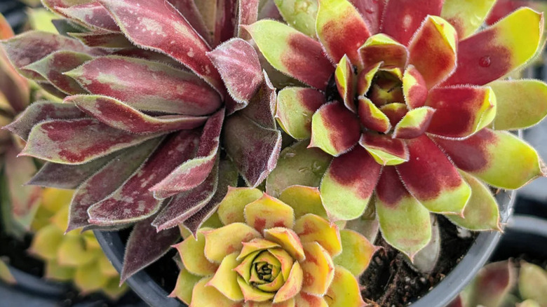 A collection of six potted succulents.