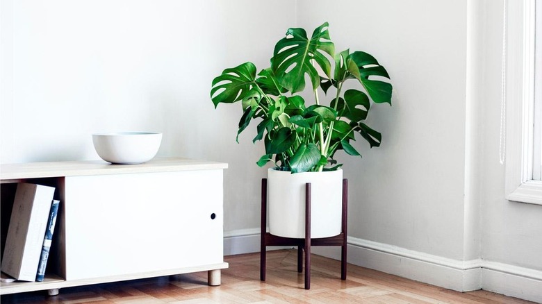 A spider plant in a modern black pot.
