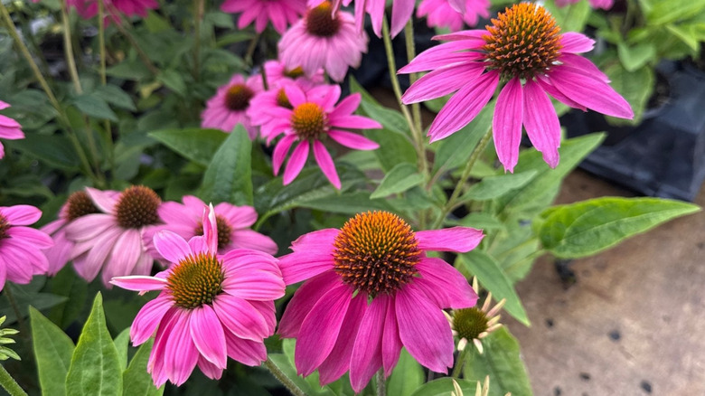 Bright pink coneflowers.