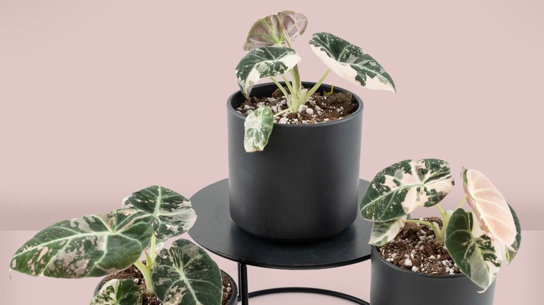 Three speckled alocasia in black pots.