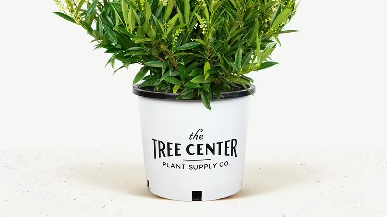 A small Cherry Laurel plant with a white pot.