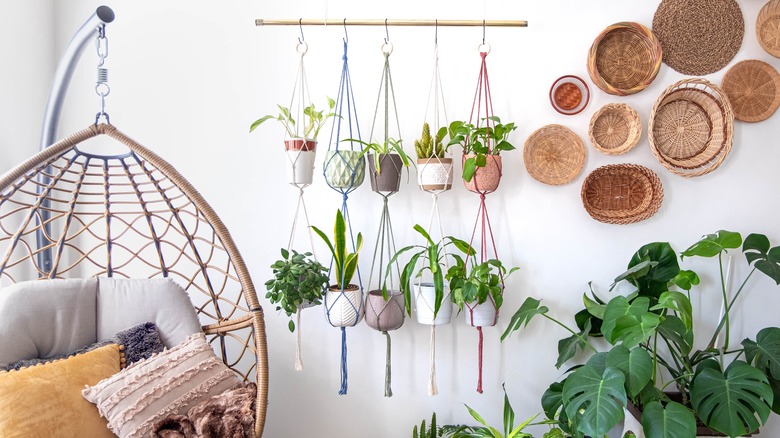 Group of hanging potted plants