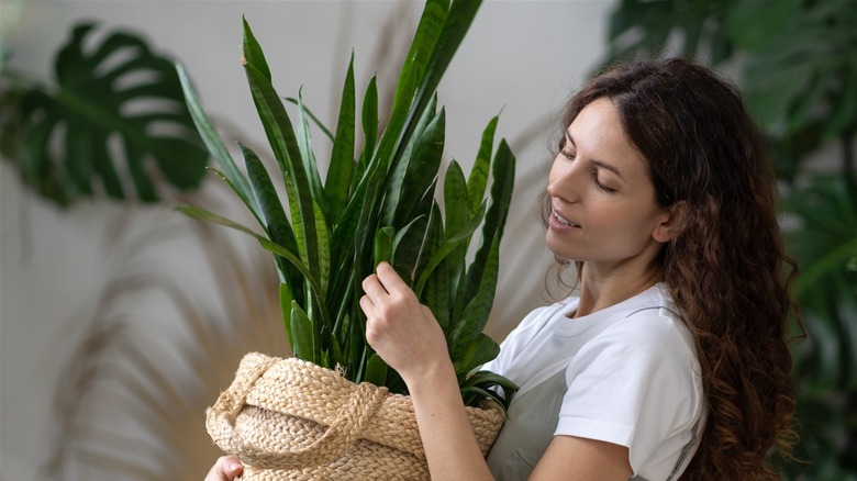 Woman holding snake plant basket