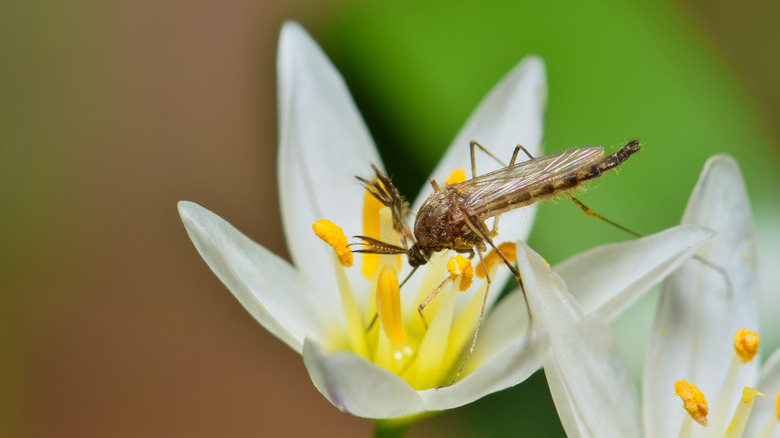 mosquito on flower