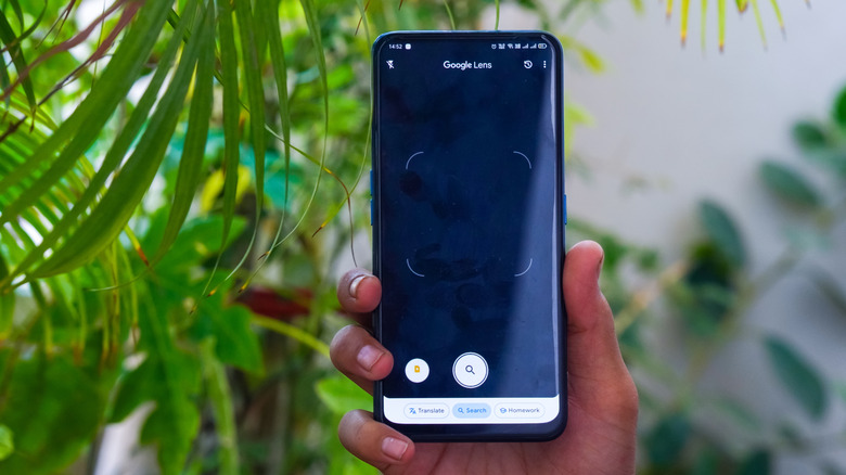 A person holding up a phone using Google Lens in front of a plant