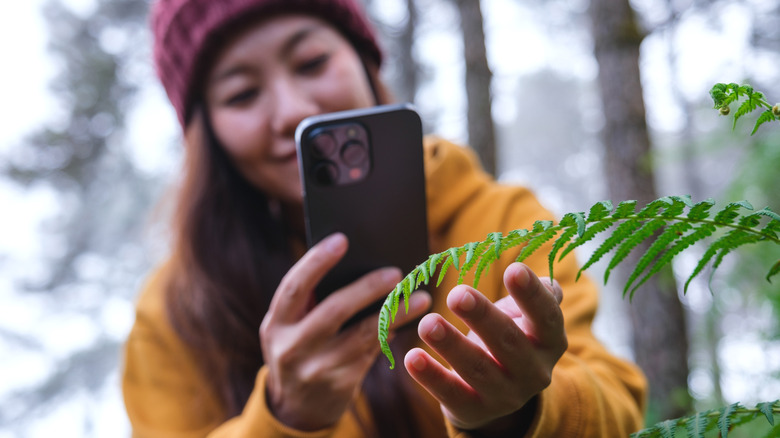 A woman taking a photo of the leaves of a fern with her phone
