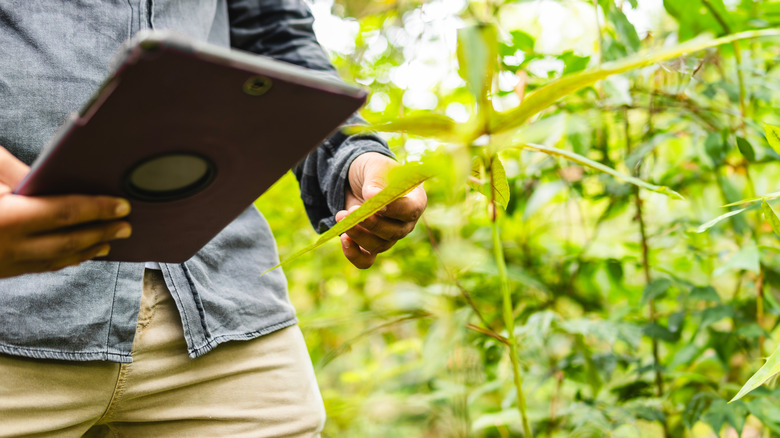 A person taking a photo of a plant leaf with a tablet