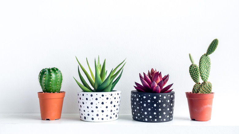 Multiple potted succulents