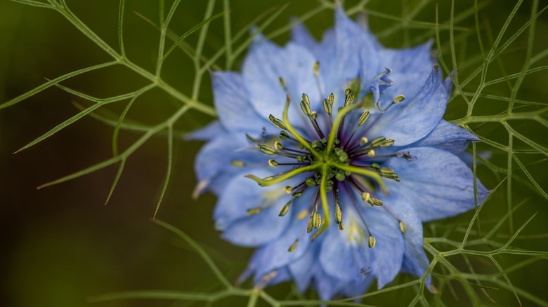 nigella flower in a garden