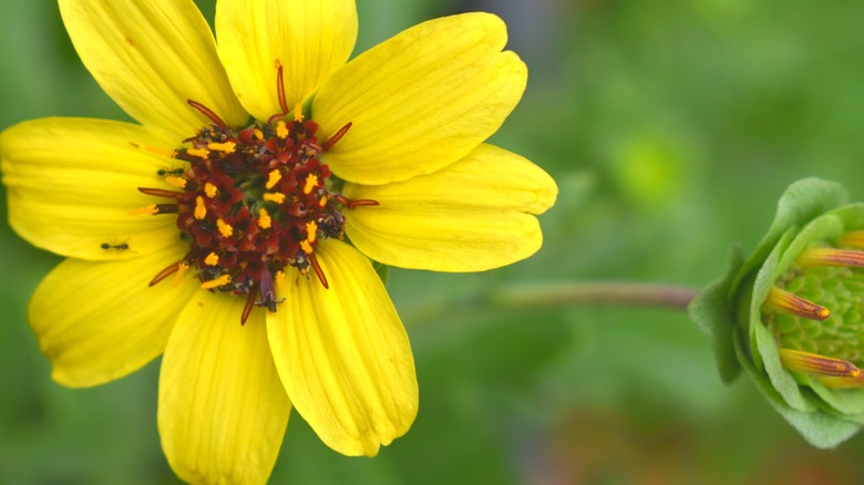 A yellow petaled chocolate flower is open next to a budding one.